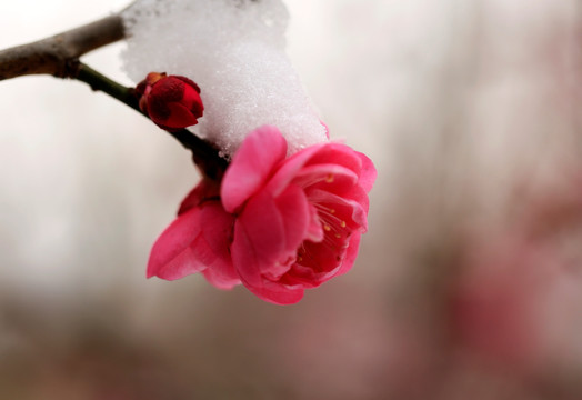 雪中梅花