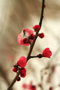 雪中梅花