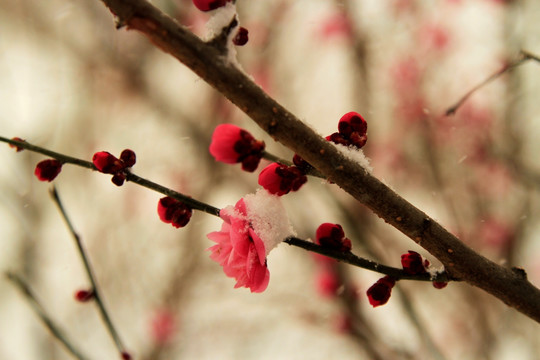 雪中梅花