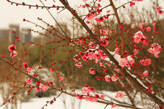 雪中梅花