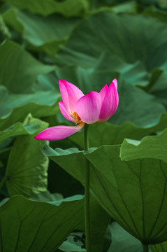 荷花 莲花素材