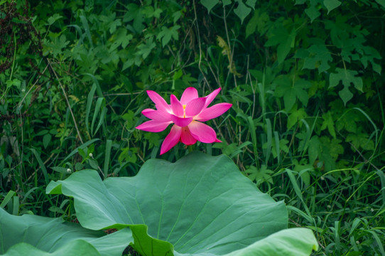 荷花