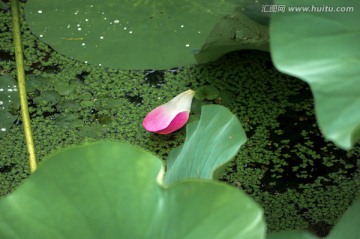 荷花花瓣