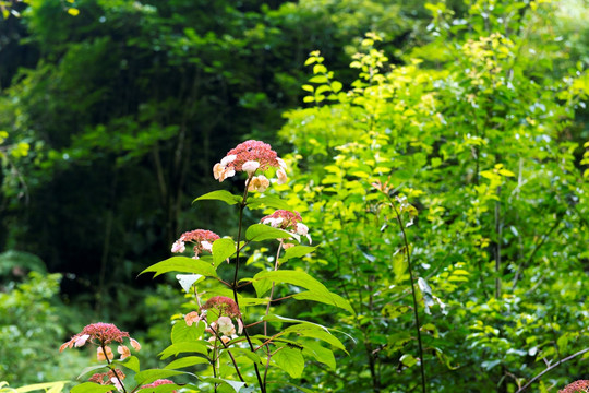 山间野花