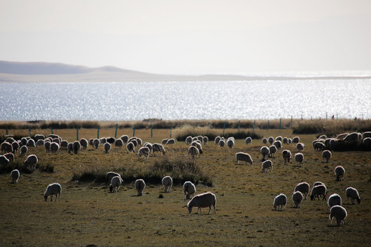羊 绵羊 草原 羊群 自然 动