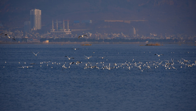 一群海鸥