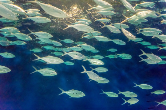 海底世界 鱼群 海洋水族馆