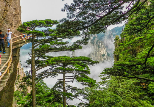 黄山松 黄山栈道 黄山迎客松