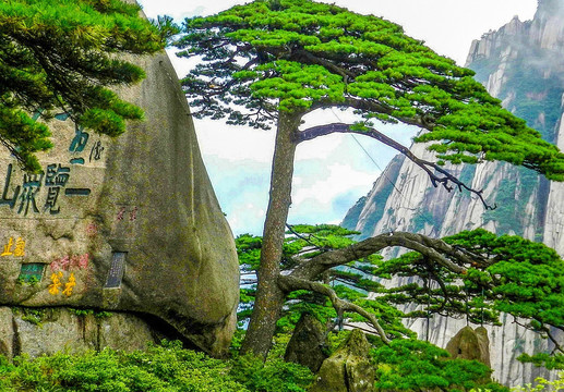 黄山迎客松