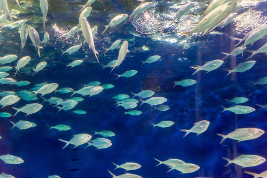 海底世界 鱼群 海洋水族馆