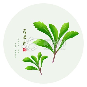 馬蘭頭 手繪馬蘭頭