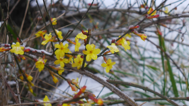 雪中迎春花