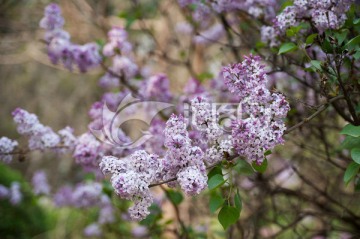 紫色丁香花