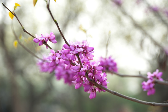 紫荆花