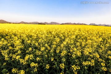 云南罗平油菜花田野