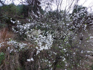 桃花满树