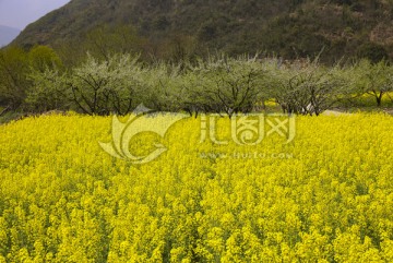 油菜花