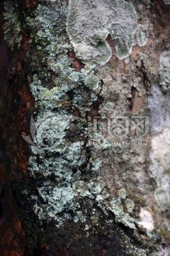 树干苔藓 树干 苔藓 江西