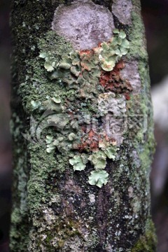 树干苔藓 树干 苔藓