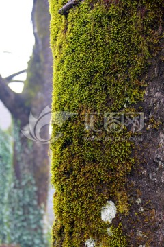 树干苔藓 树干 苔藓