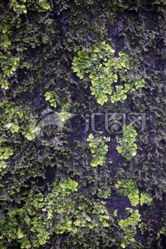 树干苔藓 树干 苔藓