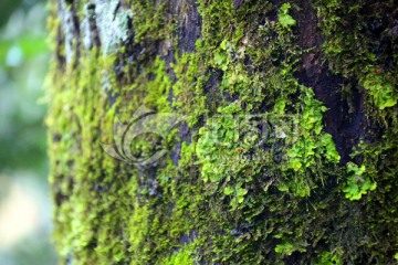 树干苔藓