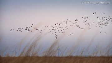 滩涂湿地风光