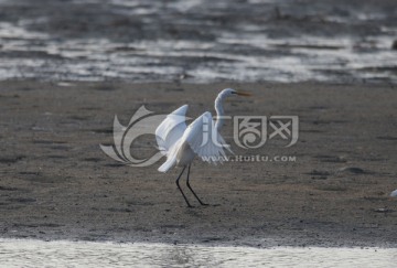 白鹭 湿地