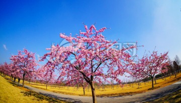 樱花树 盛开的樱花