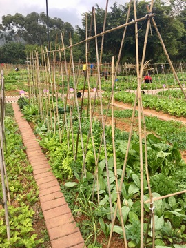 绿色蔬菜种植地 