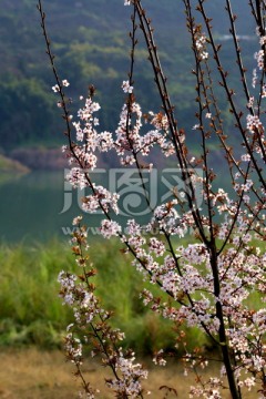 李花 花枝