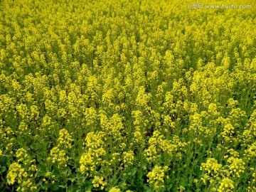 油菜花