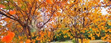 秋天树林
