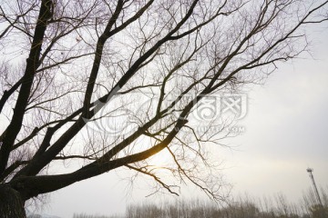柳樹枝