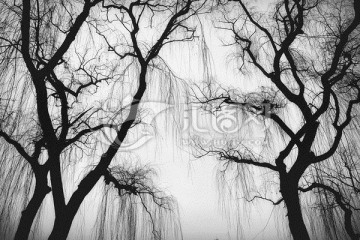 柳树树枝黑白素材