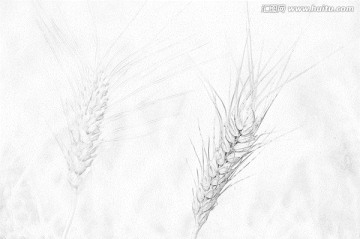 麥穗素描