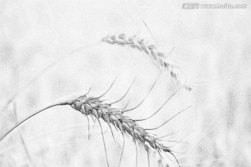 麥穗素描