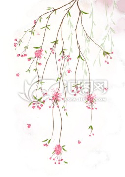 海棠 水彩垂絲海棠
