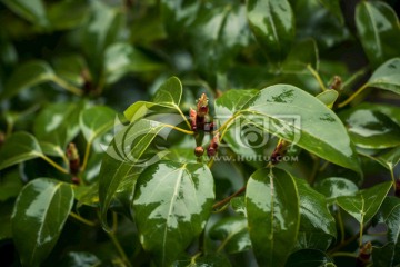 雨水绿叶 光泽 绿叶 木本植物