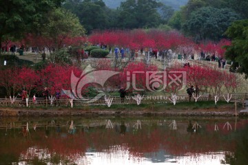 桃花林十里桃林