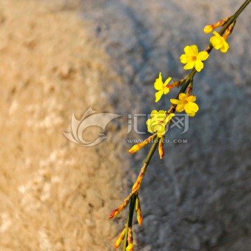 连翘 一串金 黄花条