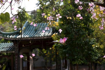 映山红 杜鹃花