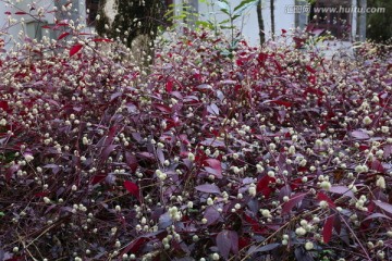 红叶花 野花