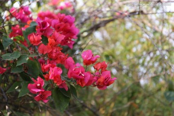 花 粉花 花卉