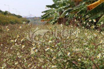 小花 野花 开花