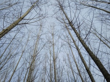 树剪影 树枝 天空