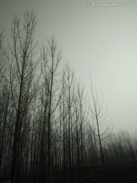 树林 树 园林 阴天 雾天