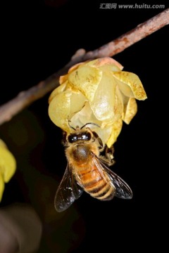 蜜蜂和黄色腊梅花