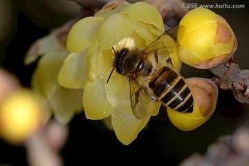 蜜蜂和腊梅花