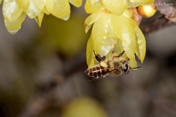 蜜蜂和黄色腊梅花